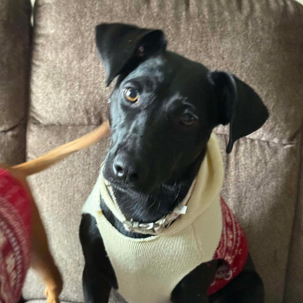 Enlarge Stella, a Adoptable Black Labrador Retriever in Perryville, AR image 1/6