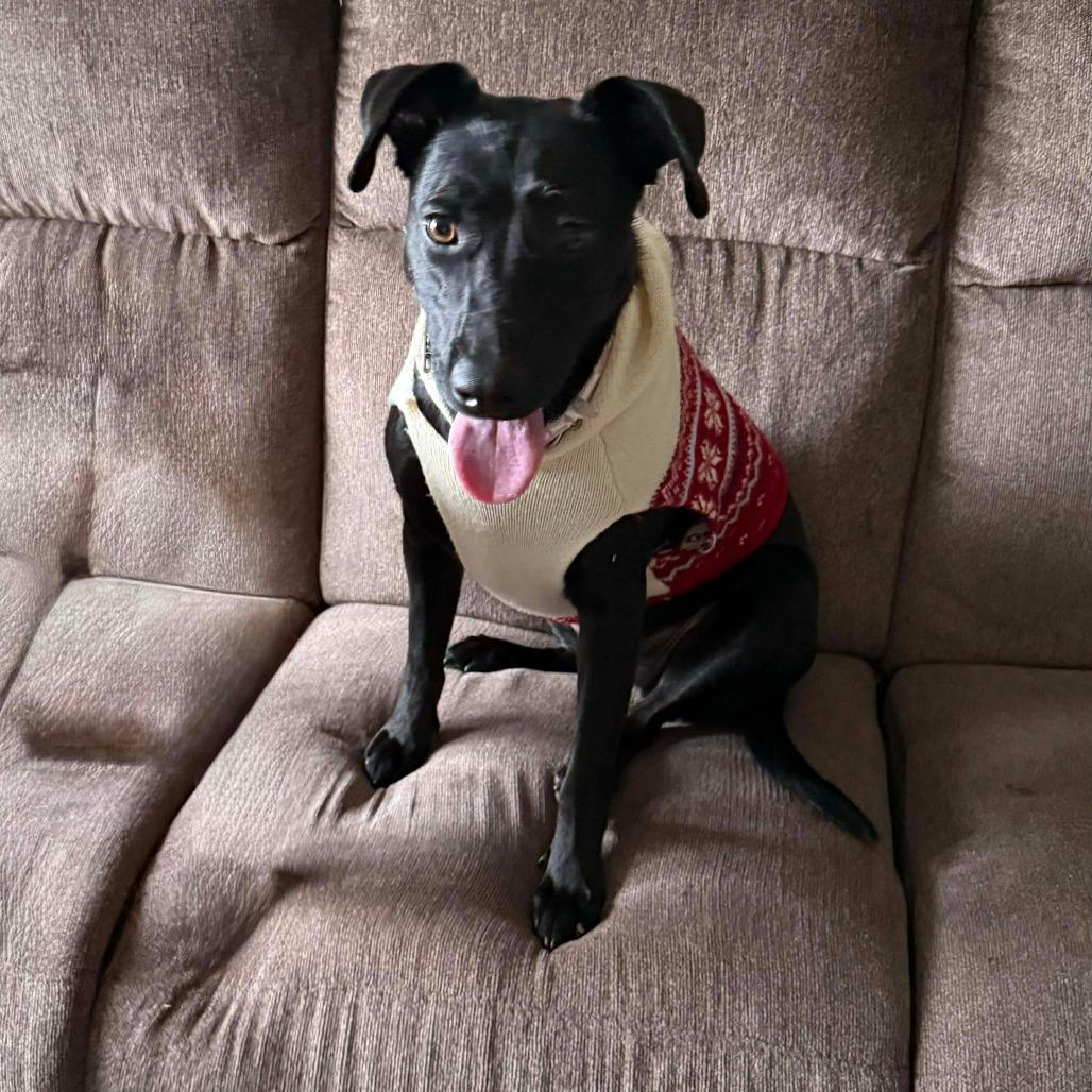 Enlarge Stella, a Adoptable Black Labrador Retriever in Perryville, AR image 2/6