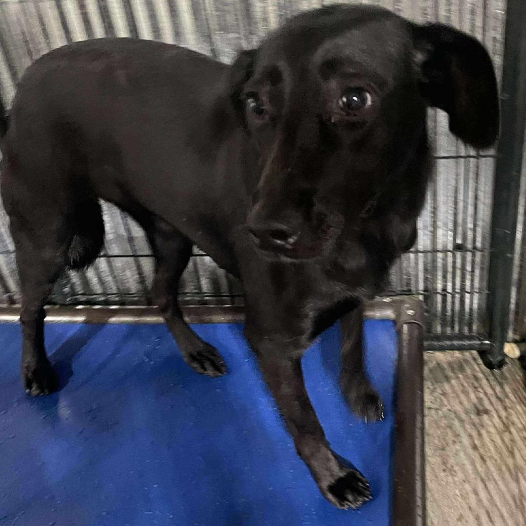Enlarge Stella, a Adoptable Black Labrador Retriever in Perryville, AR image 3/6