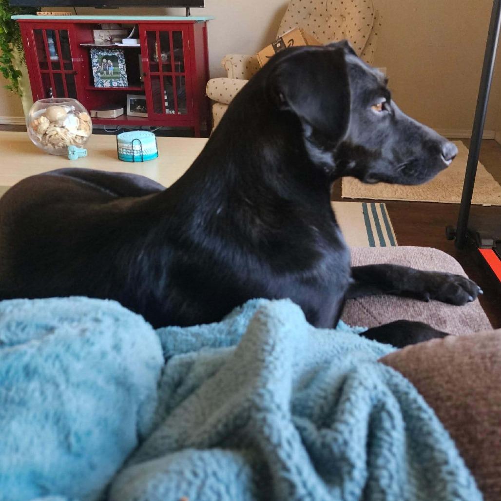 Enlarge Stella, a Adoptable Black Labrador Retriever in Perryville, AR image 4/6