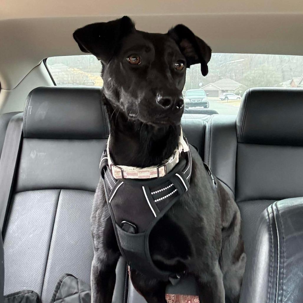 Enlarge Stella, a Adoptable Black Labrador Retriever in Perryville, AR image 5/6