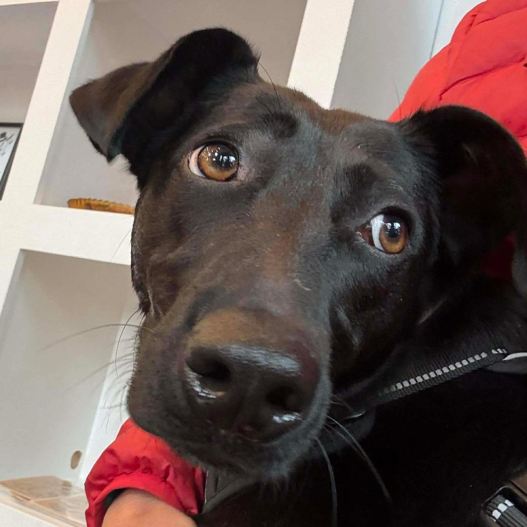 Enlarge Stella, a Adoptable Black Labrador Retriever in Perryville, AR image 6/6