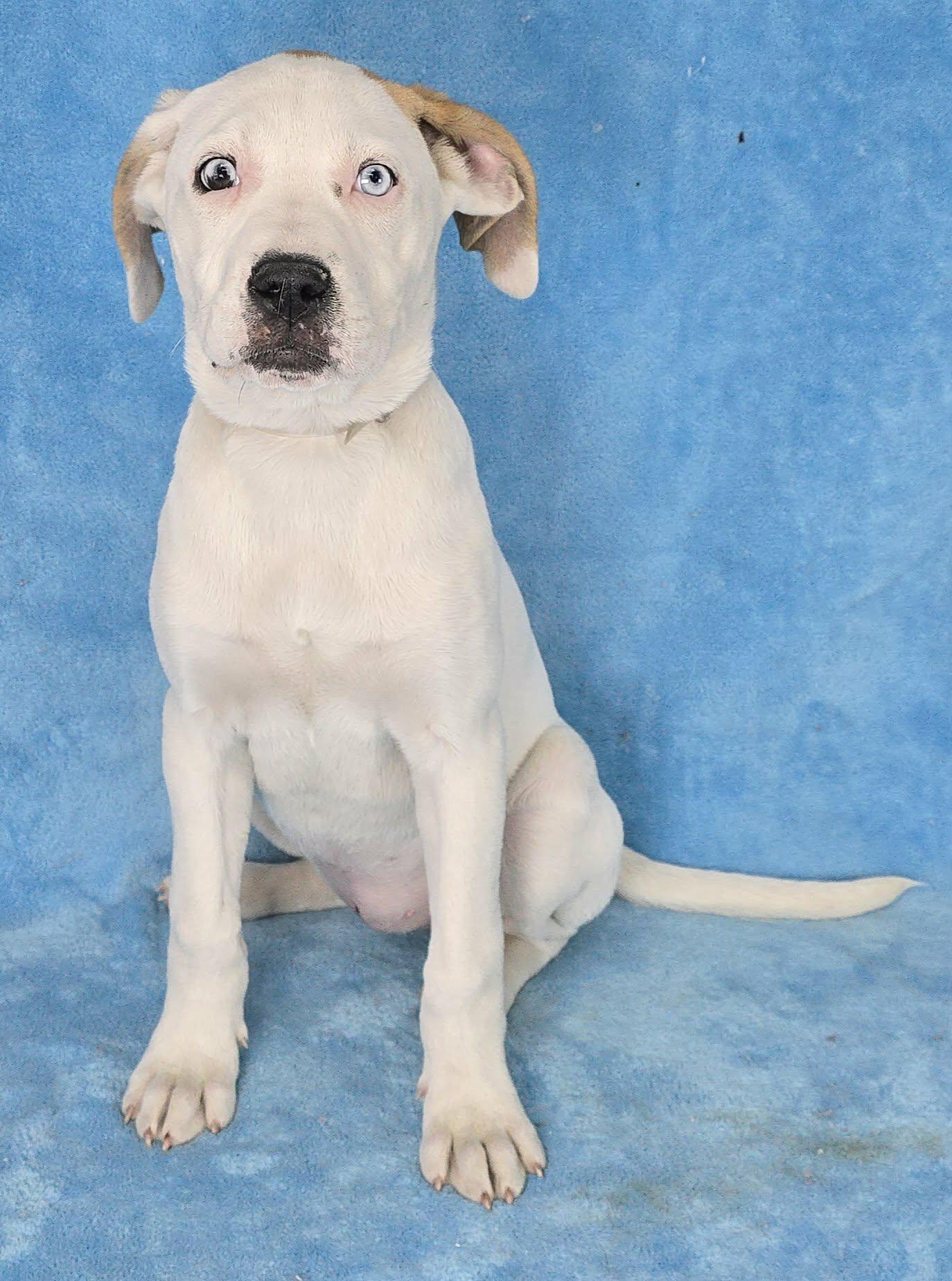 Enlarge Titania, a Adoptable mixed breed in Newport, TN image 3/4