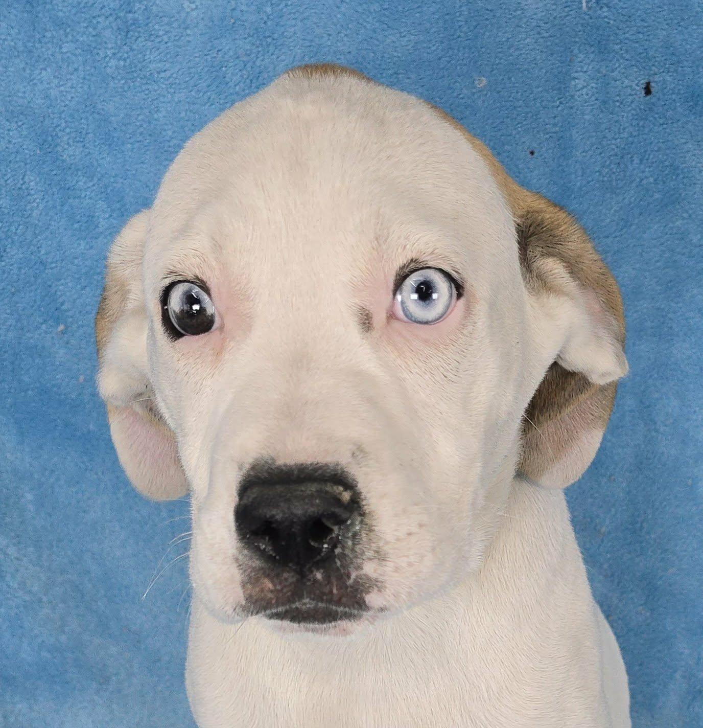 Enlarge Titania, a Adoptable mixed breed in Newport, TN image 1/4