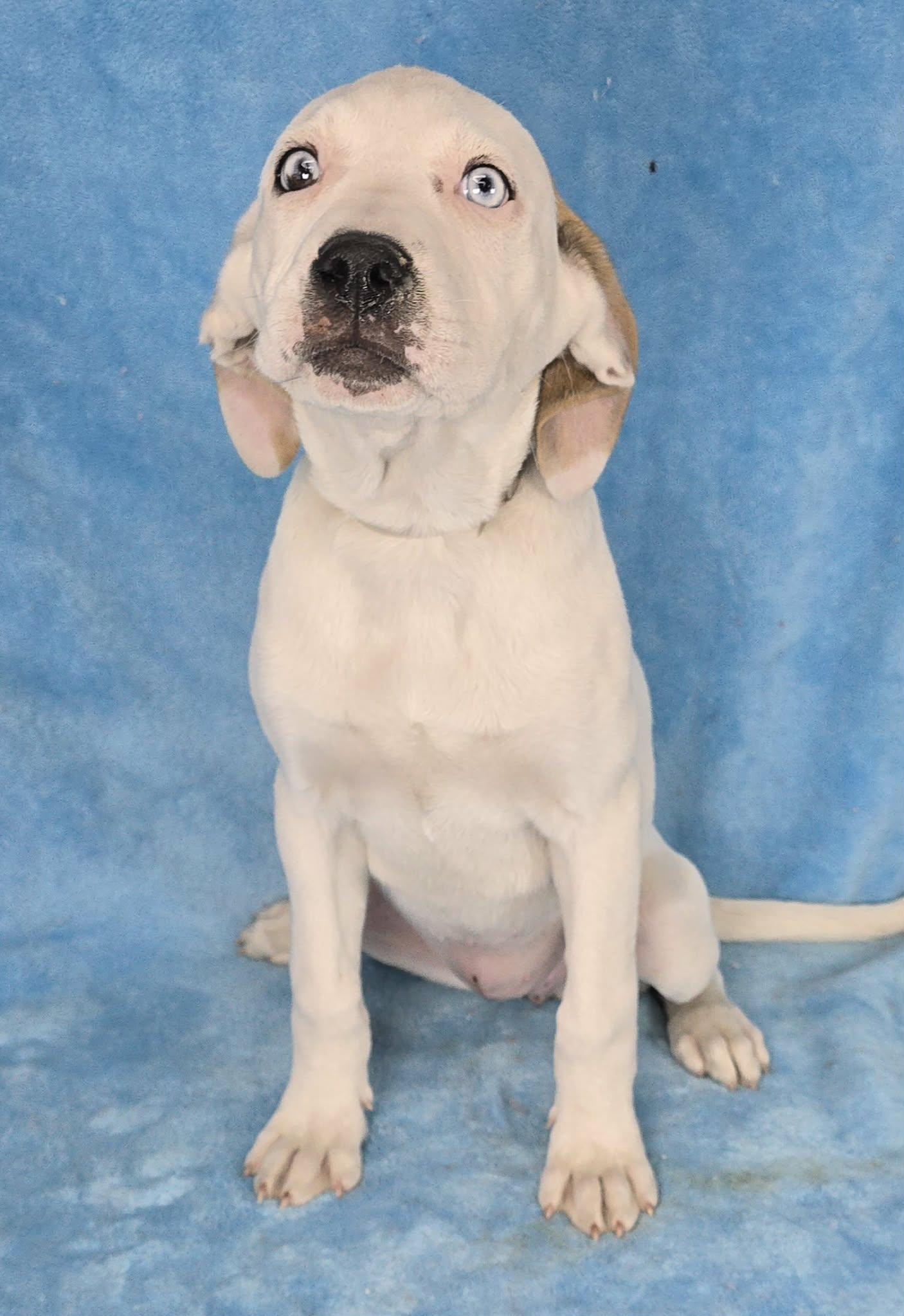 Enlarge Titania, a Adoptable mixed breed in Newport, TN image 4/4