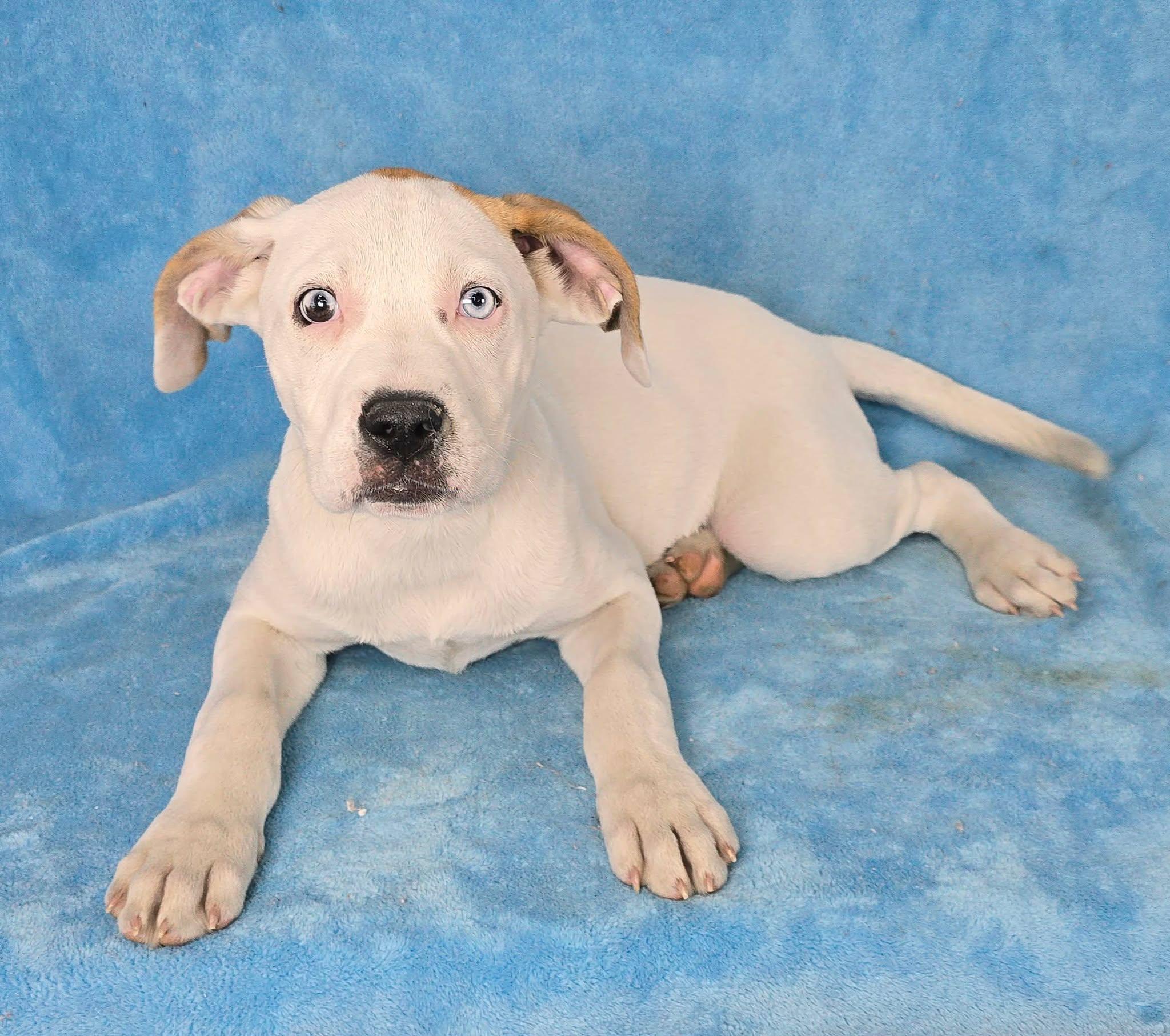 Enlarge Titania, a Adoptable mixed breed in Newport, TN image 2/4