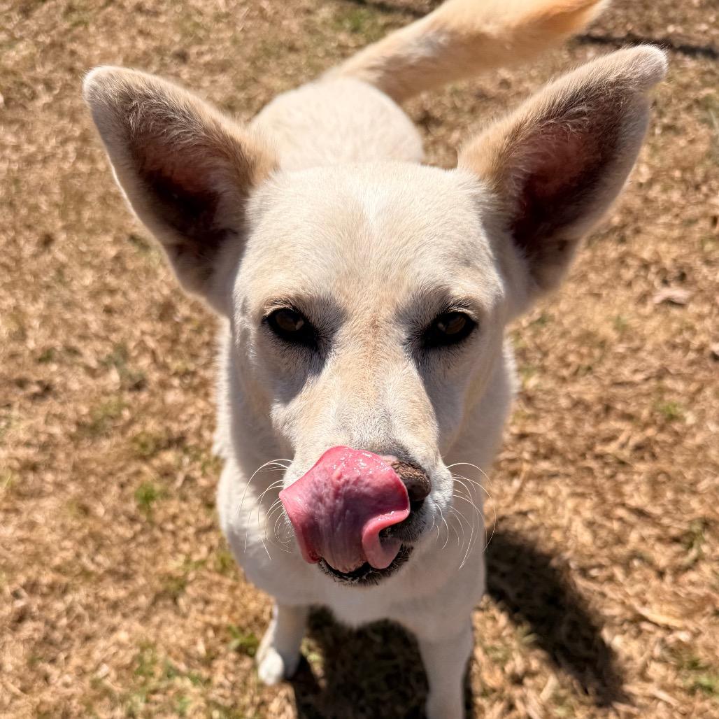 Logan, Adoptable, Adult Male Shepherd & Mixed Breed.