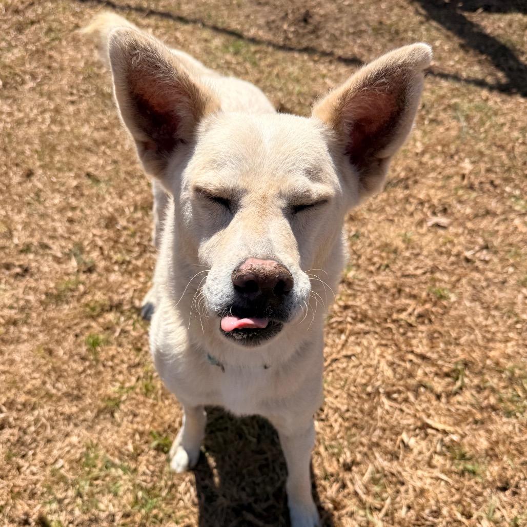 Enlarge Logan, a Adoptable mixed breed in Santa Barbara, CA image 2/6