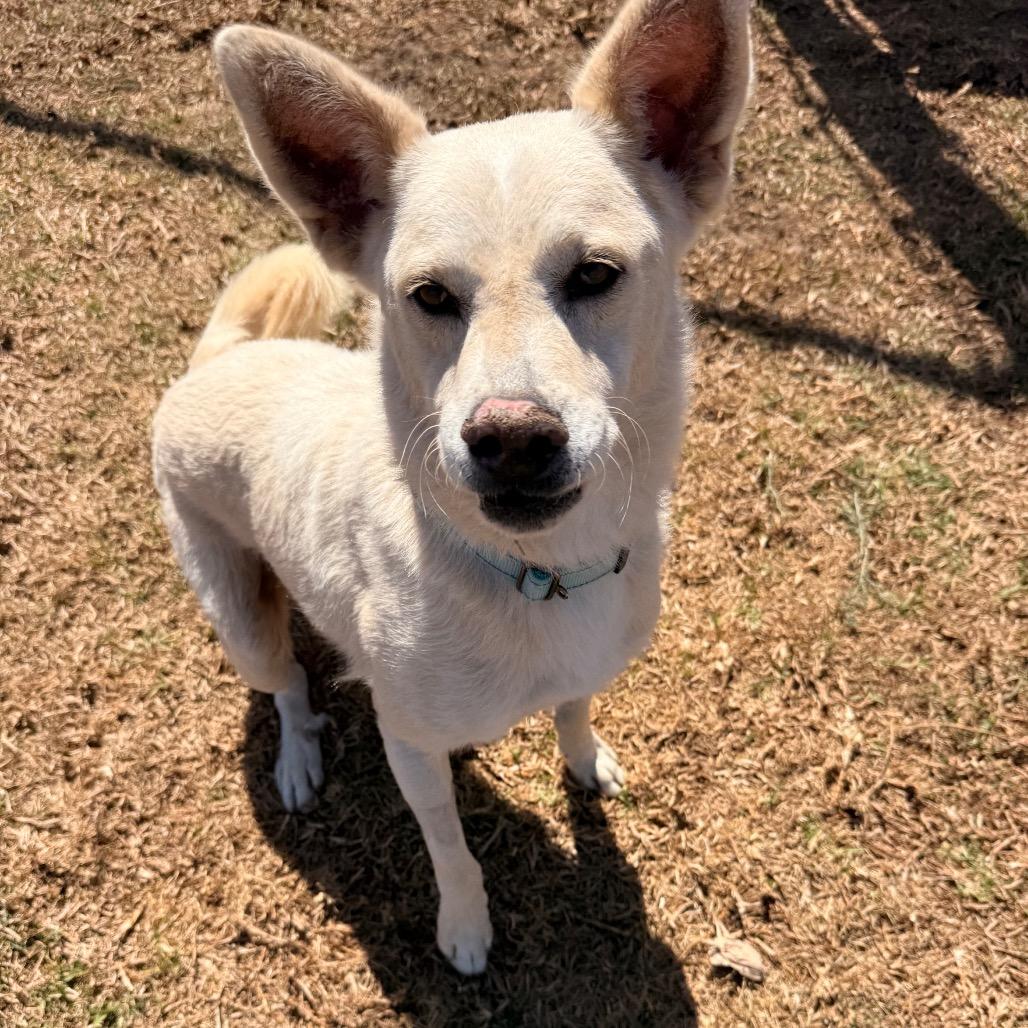 Enlarge Logan, a Adoptable mixed breed in Santa Barbara, CA image 3/6