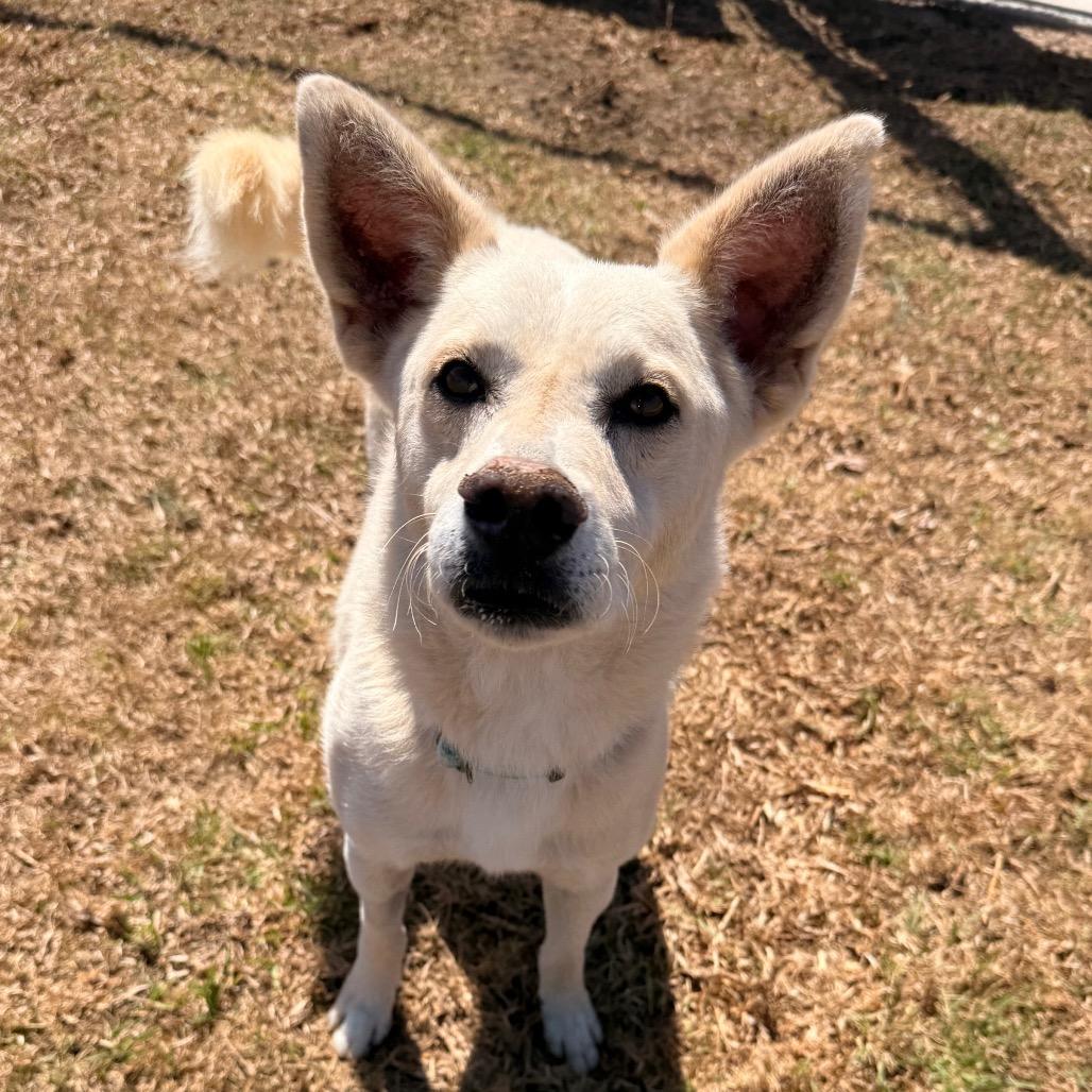 Enlarge Logan, a Adoptable mixed breed in Santa Barbara, CA image 4/6