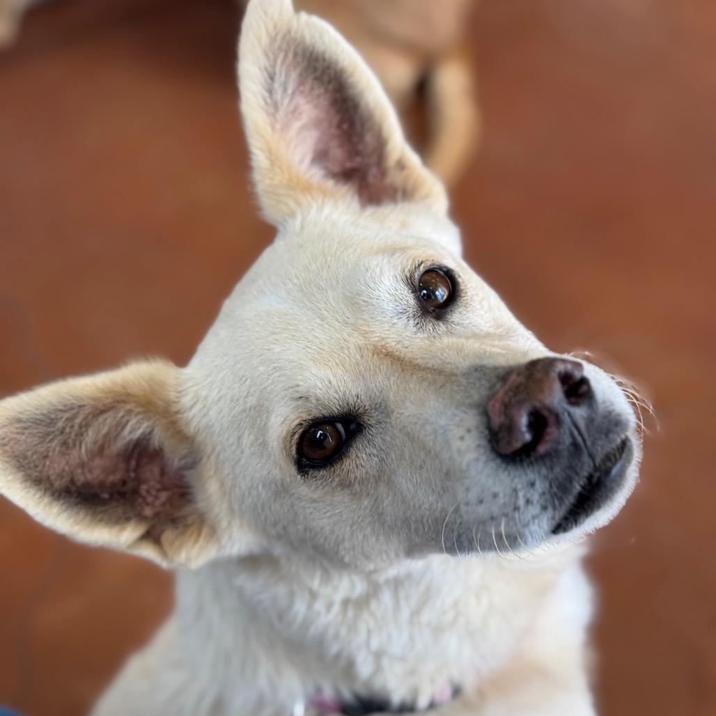 Enlarge Logan, a Adoptable mixed breed in Santa Barbara, CA image 5/6