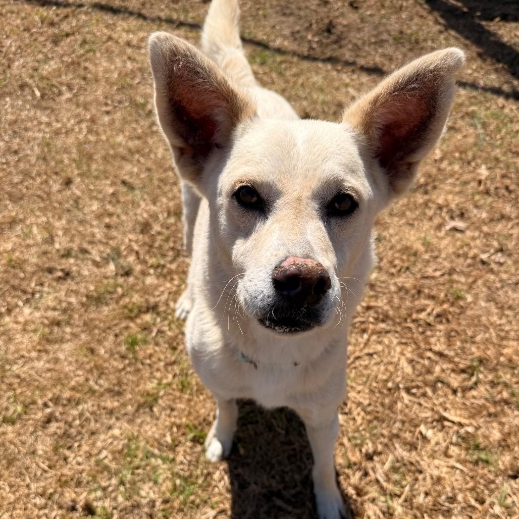 Enlarge Logan, a Adoptable mixed breed in Santa Barbara, CA image 6/6