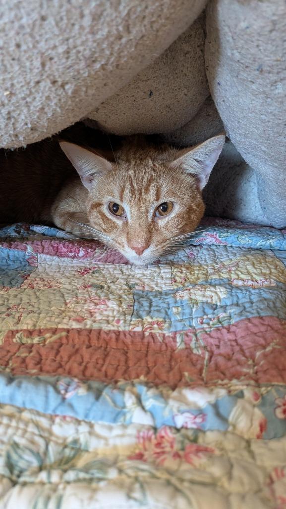 Mordecai, Adoptable, Young Male Domestic Short Hair.