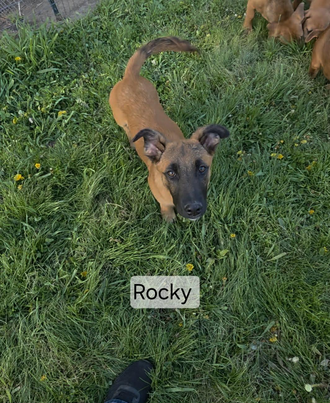 Rocky, ADOPTABLE, Young Male German Shepherd Dog.