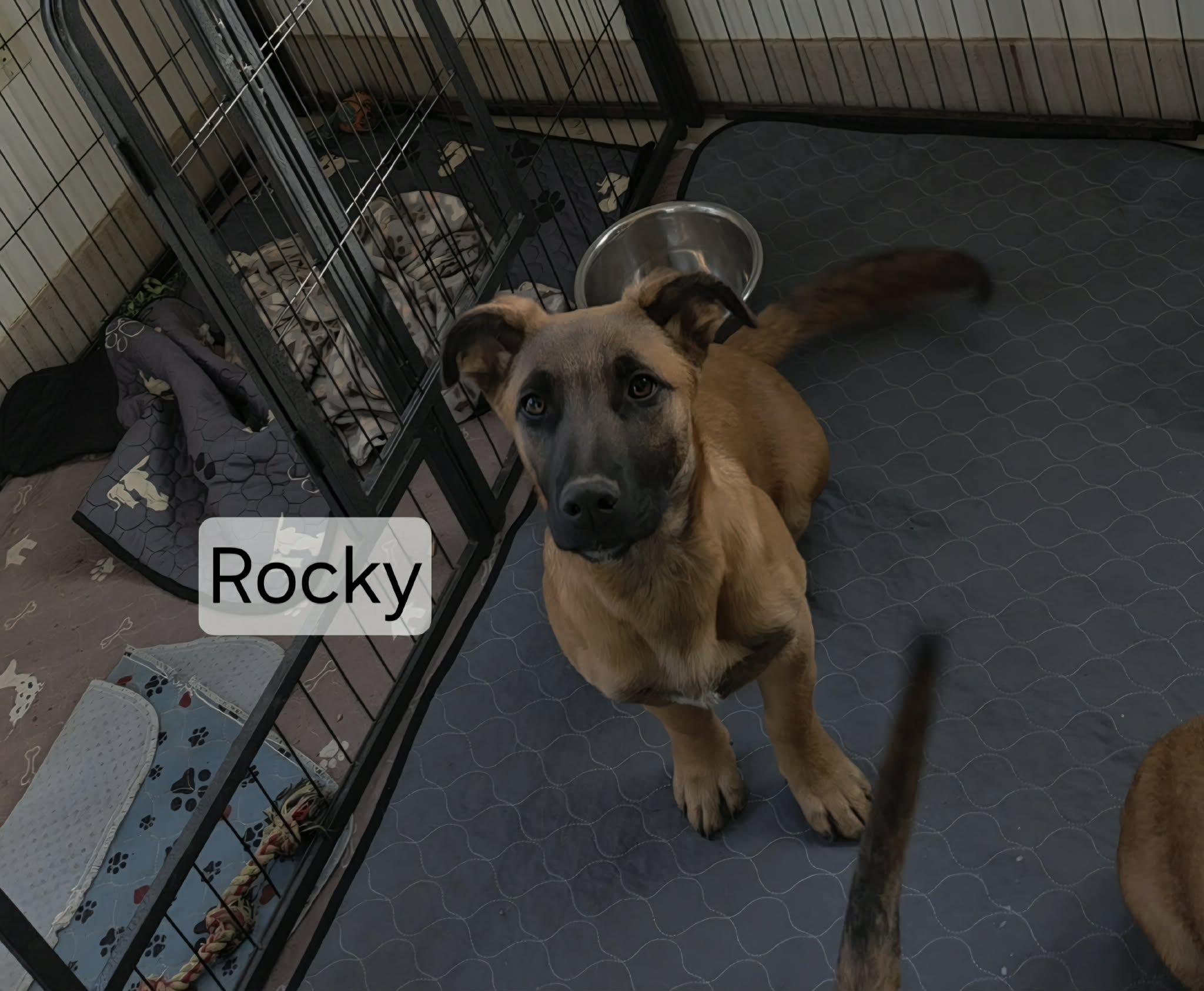 Enlarge Rocky, a ADOPTABLE mixed breed in Union Grove, WI image 4/4