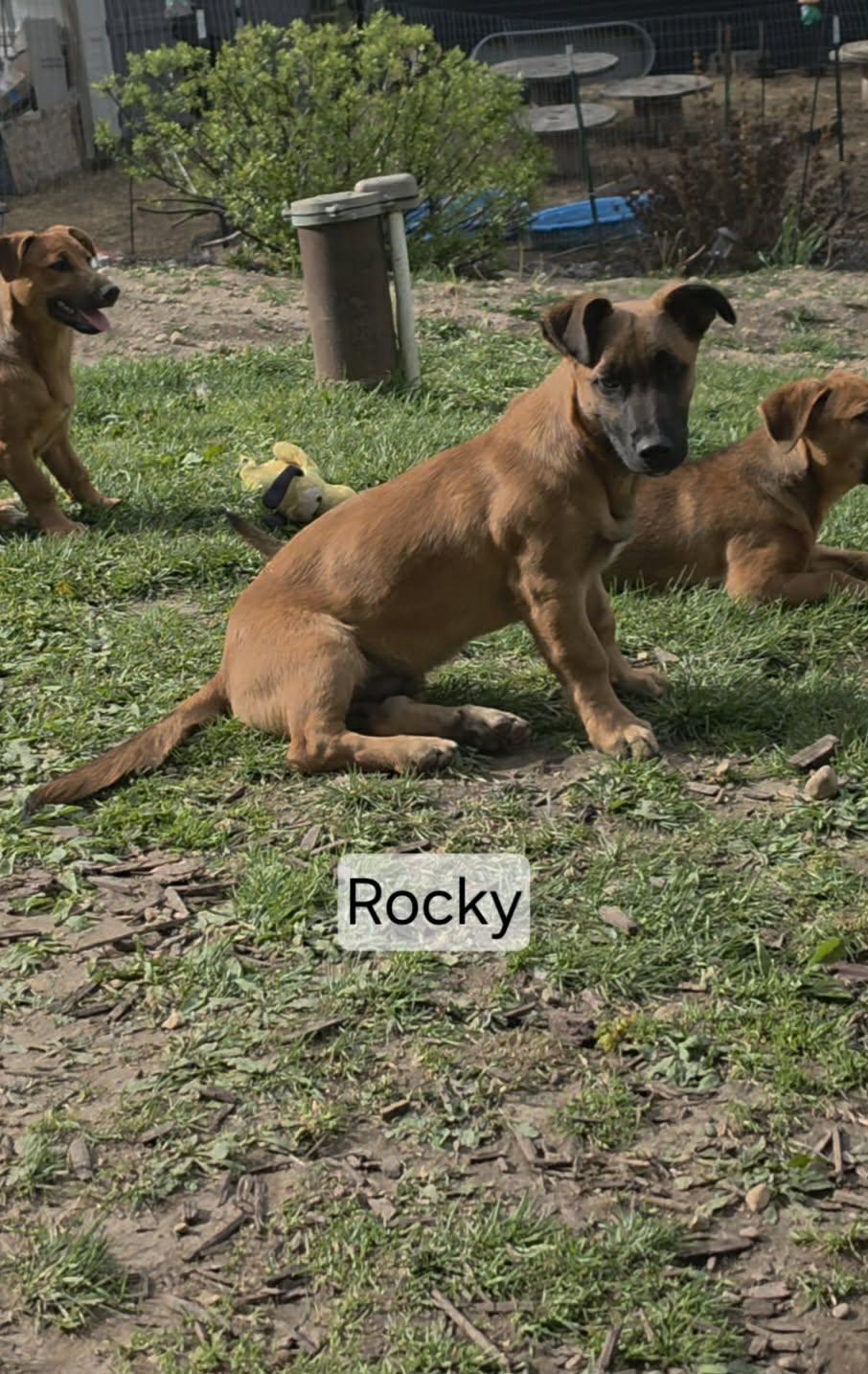 Enlarge Rocky, a ADOPTABLE mixed breed in Union Grove, WI image 2/4