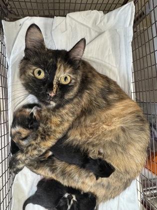 Miss Peregrine @ Coffee and the Cats