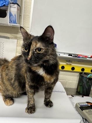 Miss Peregrine @ Coffee and the Cats — thumbnail 2