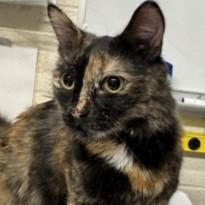 Miss Peregrine @ Coffee and the Cats — thumbnail 3