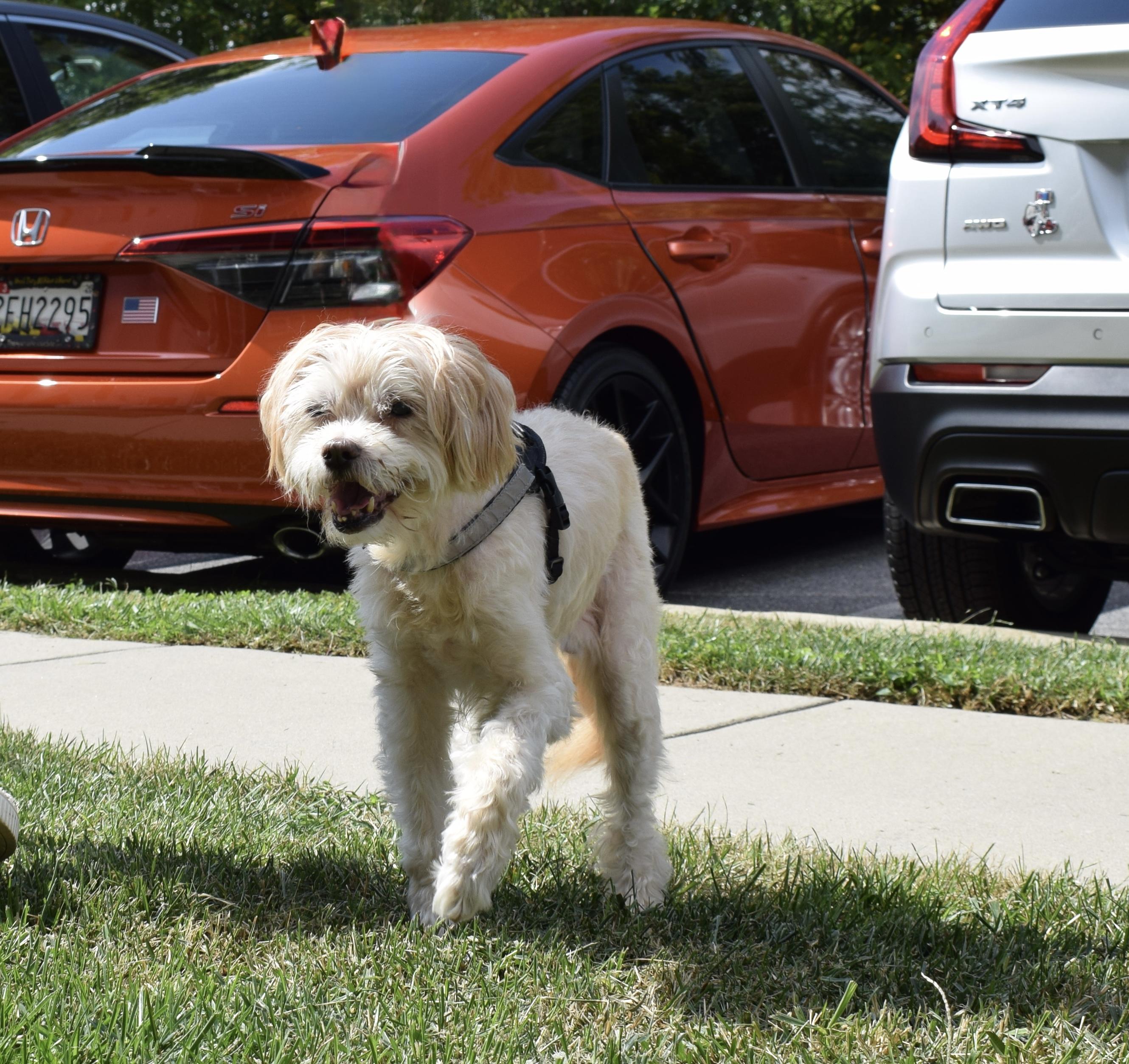 Enlarge Jelani, a Adoptable Miniature Poodle in Parkton, MD image 5/6