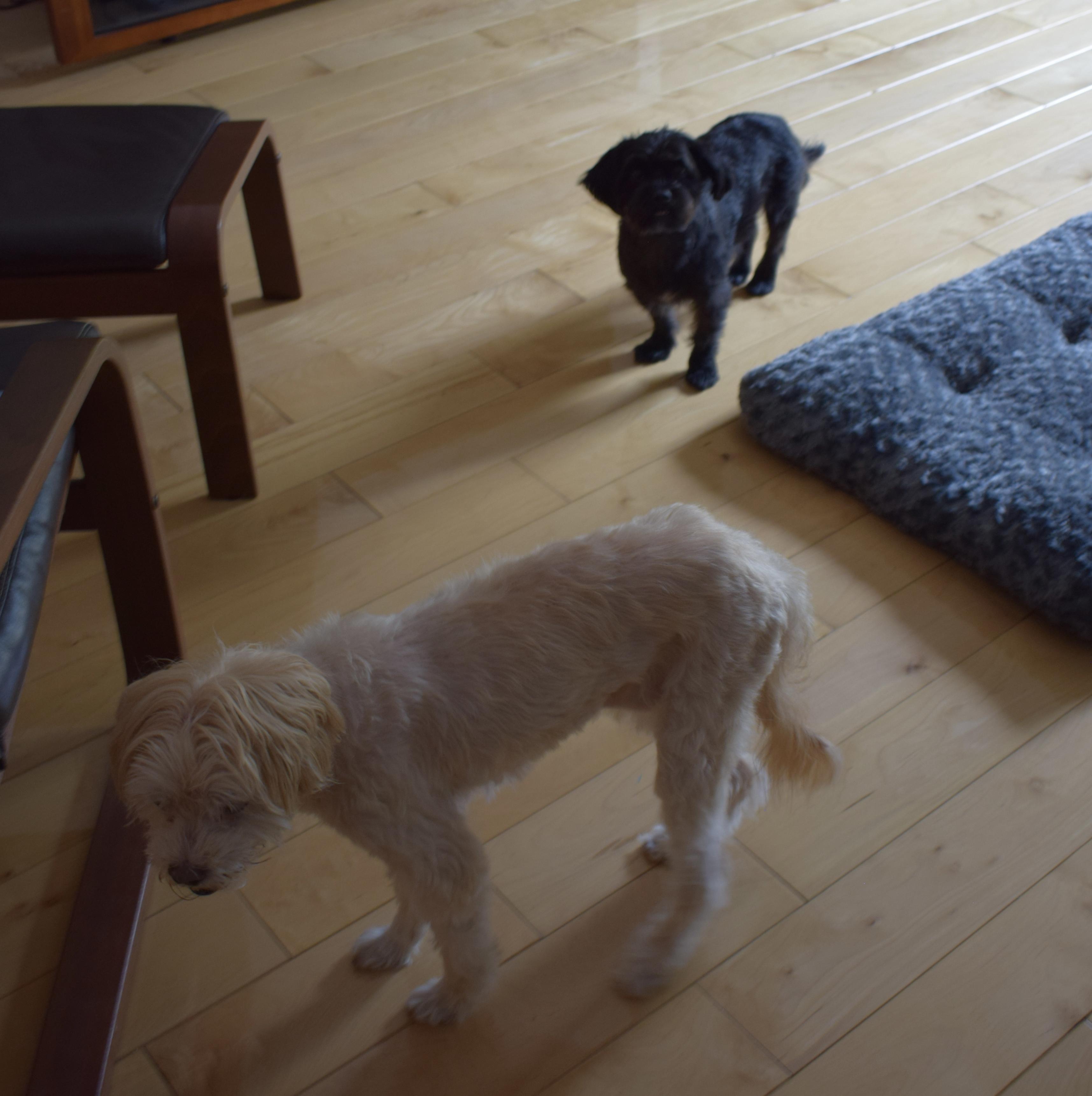 Enlarge Jelani, a Adoptable Miniature Poodle in Parkton, MD image 6/6