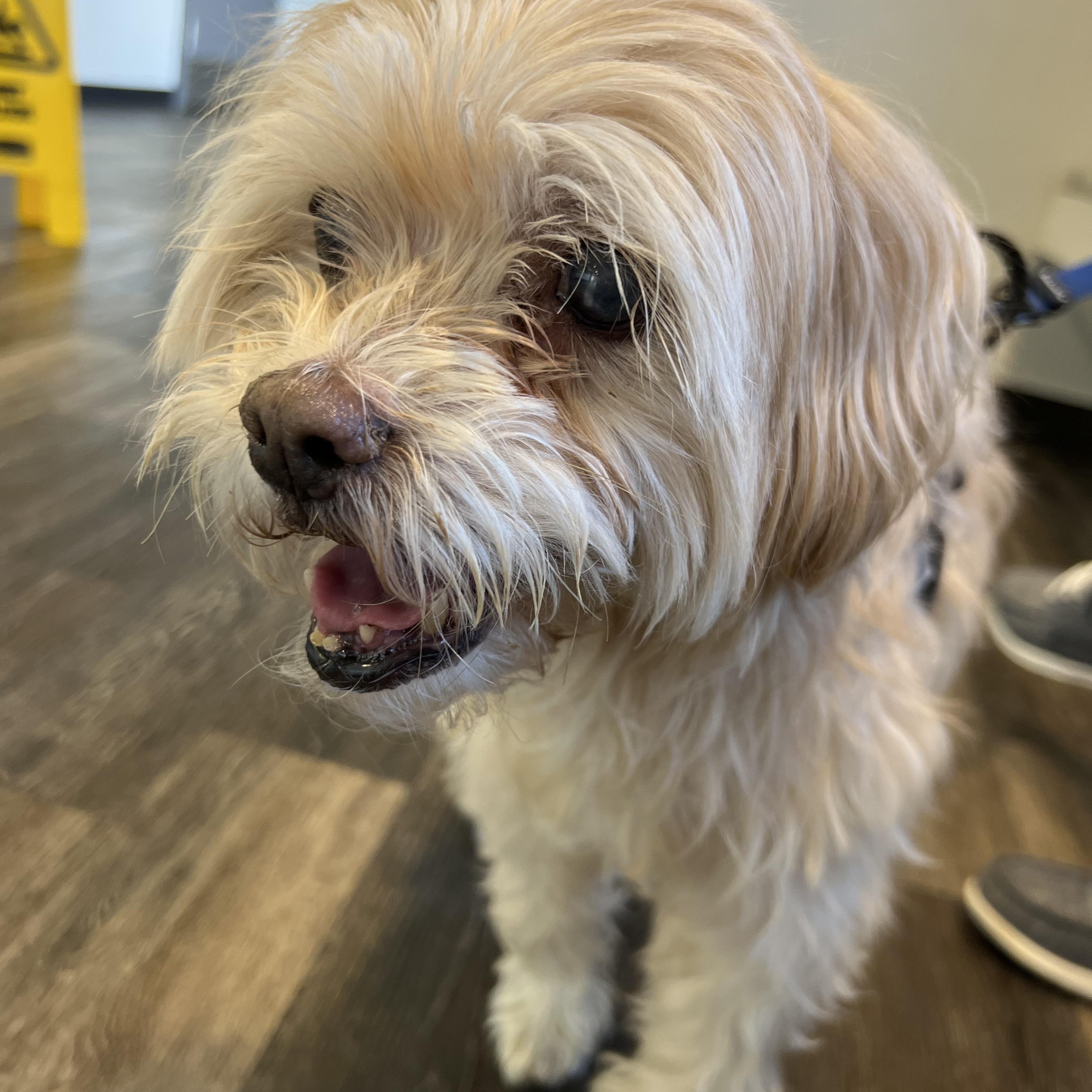 Enlarge Jelani, a Adoptable Miniature Poodle in Parkton, MD image 2/6