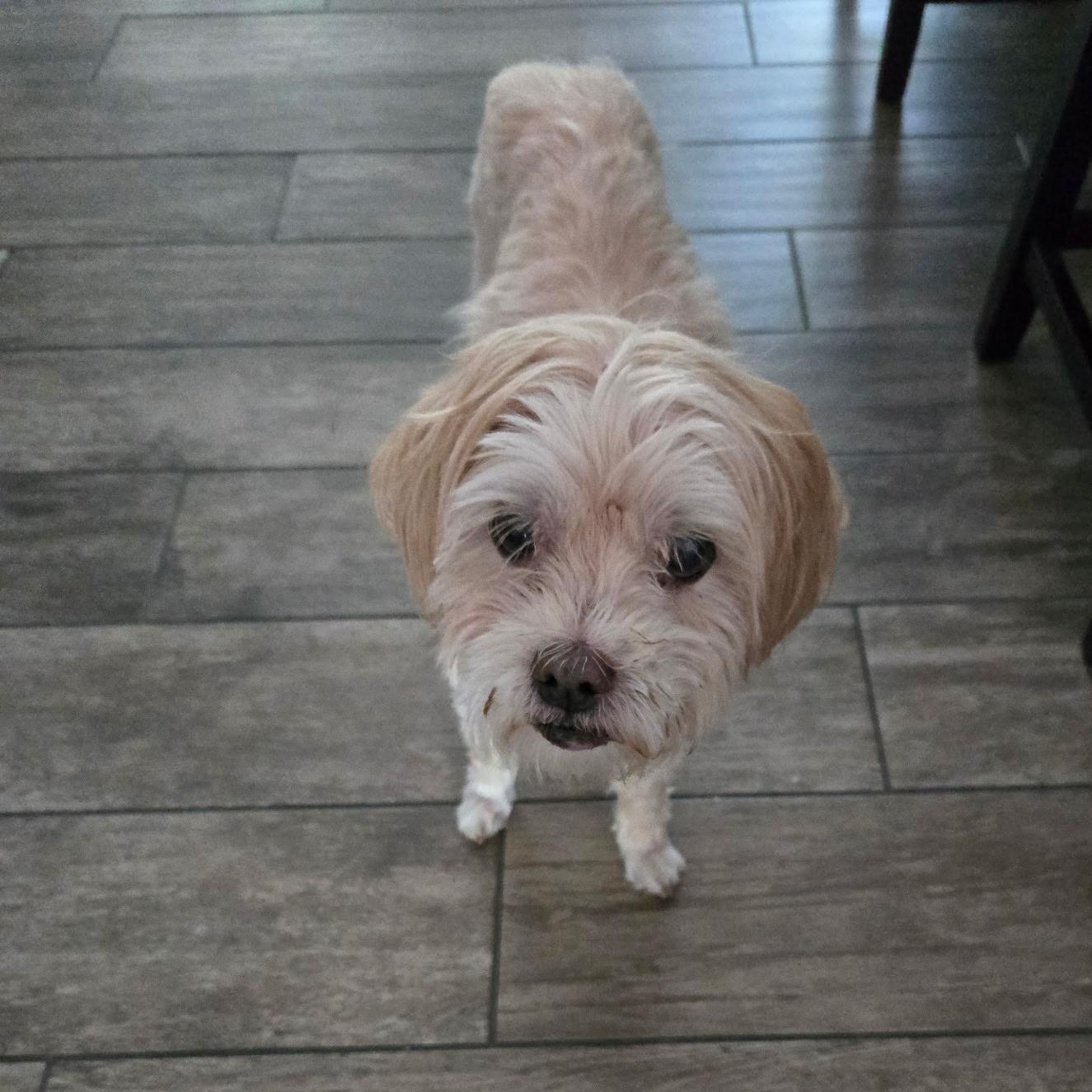 Jelani, Adoptable, Senior Male Miniature Poodle.