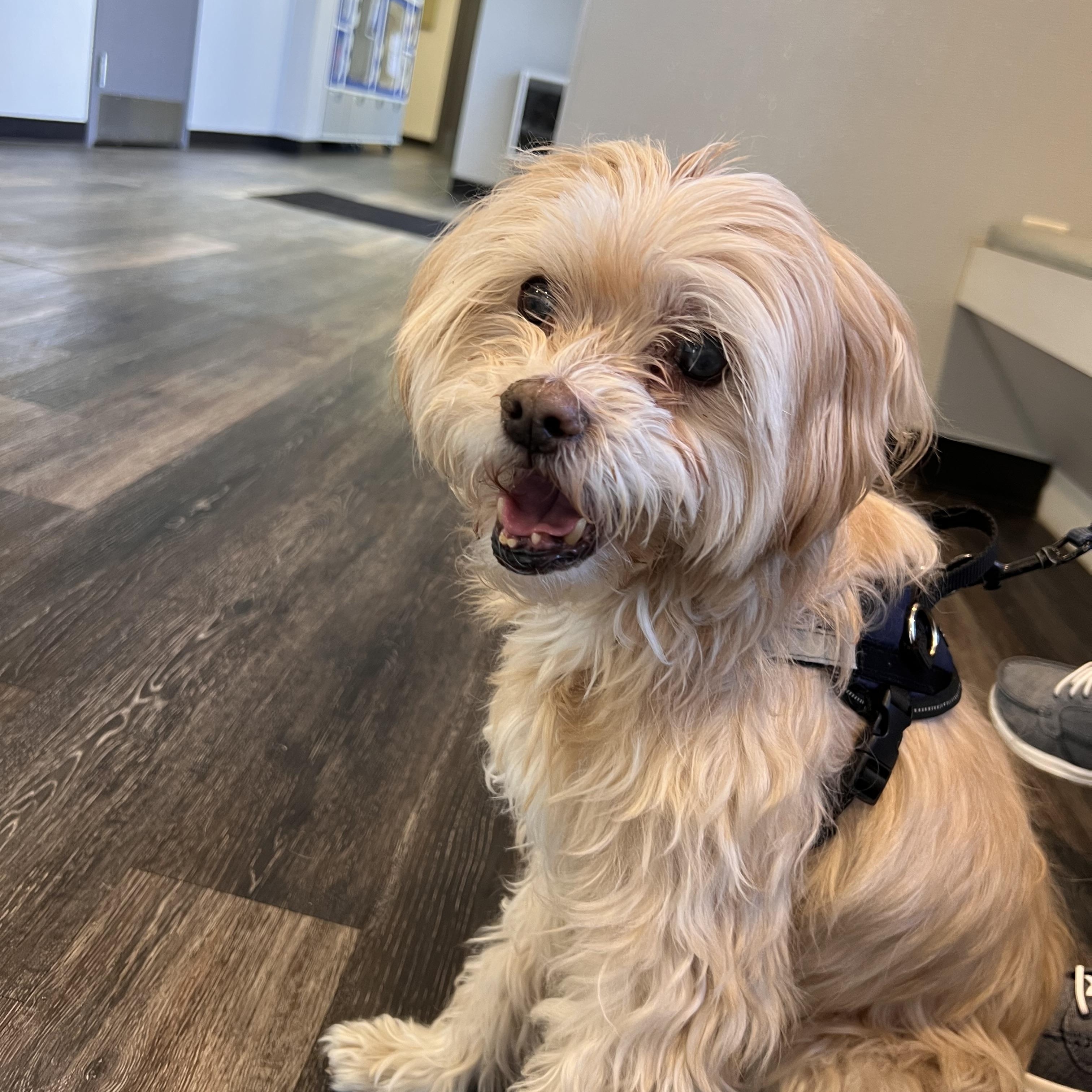 Jelani, Adoptable, Senior Male Miniature Poodle.