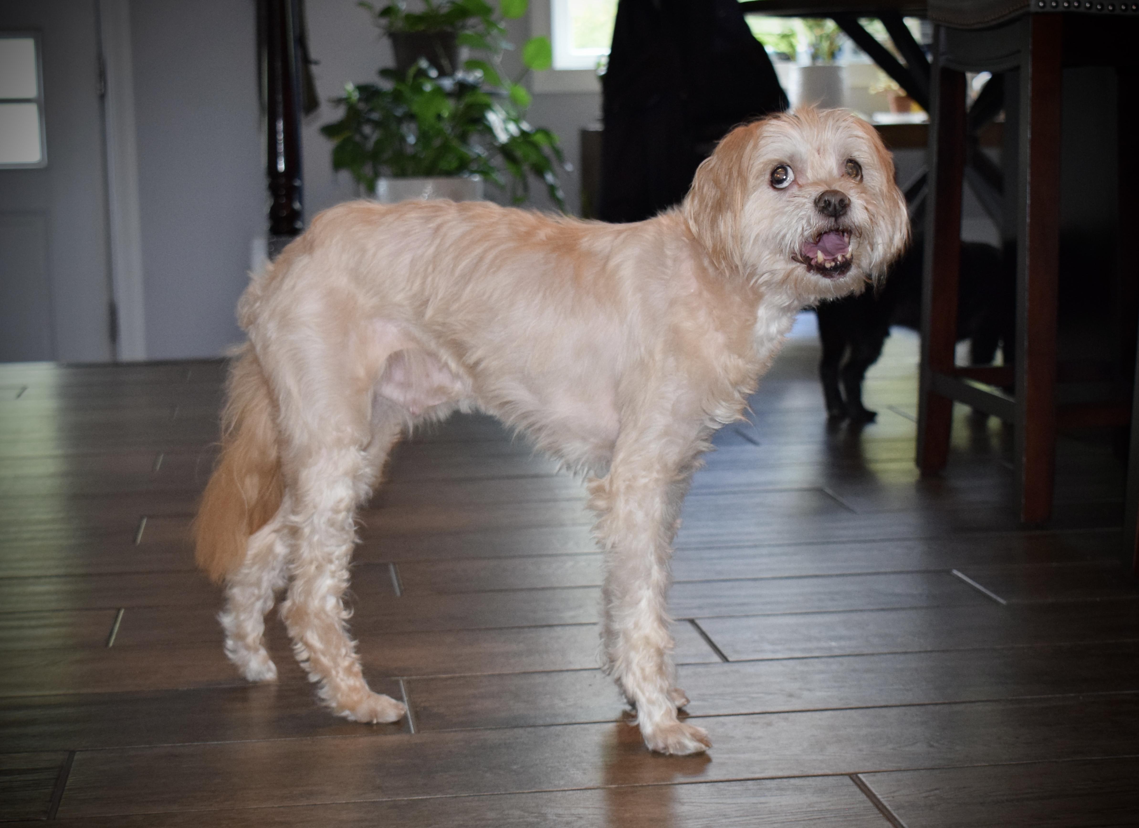 Enlarge Jelani, a Adoptable Miniature Poodle in Parkton, MD image 3/6