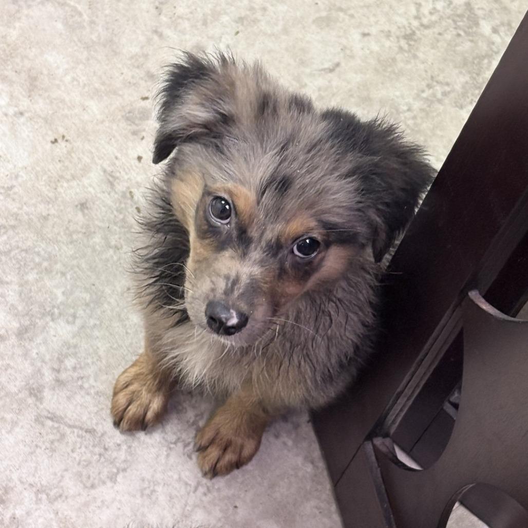 Linguini-4594, Adoptable, Puppy Male Spitz & Mixed Breed.