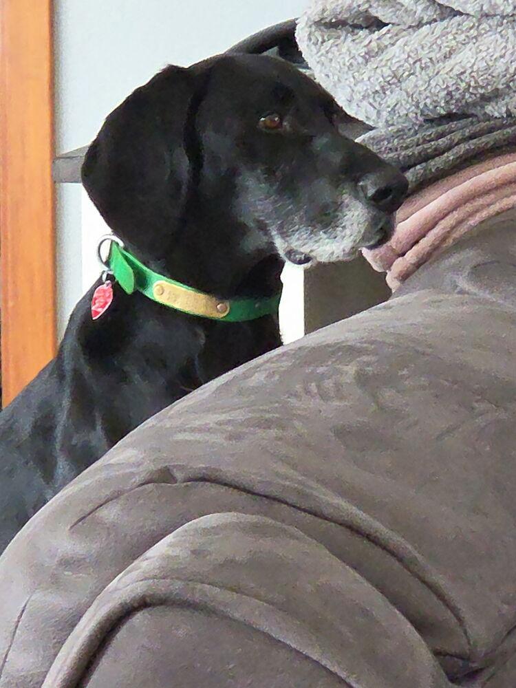 Sullivan (aka Sully), Adopted, Senior Male German Shorthaired Pointer.