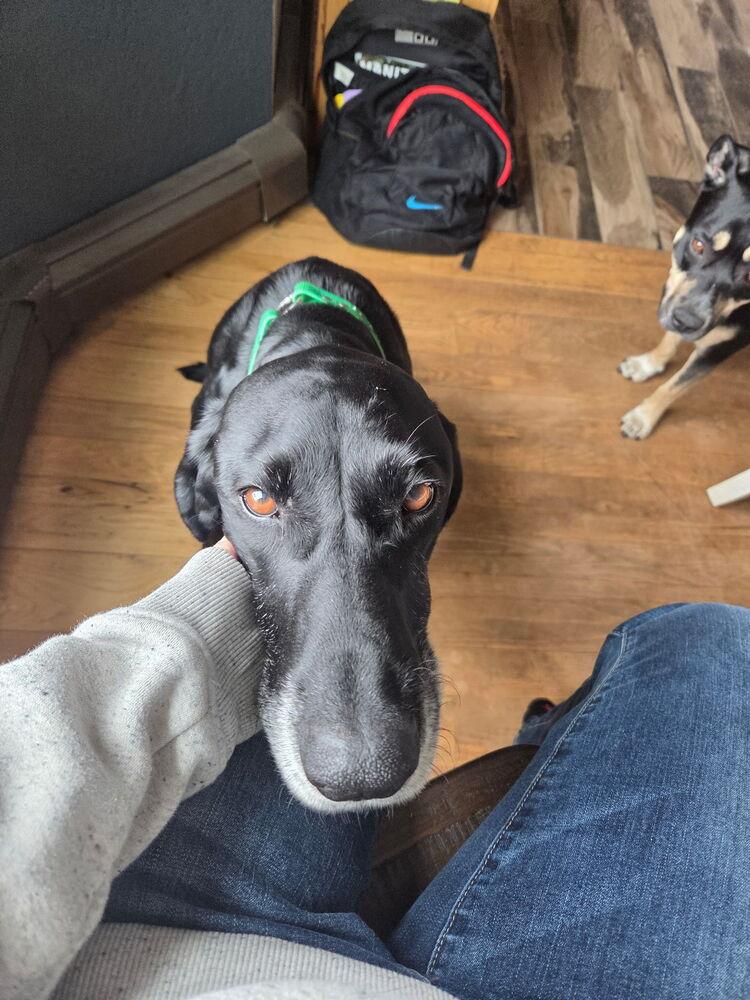 Sullivan (aka Sully), Adopted, Senior Male German Shorthaired Pointer.