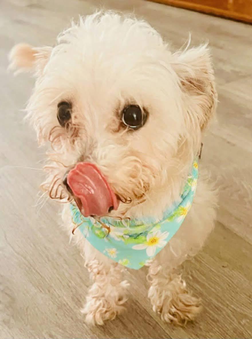 Enlarge Sally, a ADOPTABLE Maltese in Montpelier, VA image 1/1