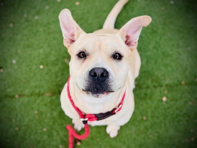 SOLACE, Adoptable, Young Female Pit Bull Terrier.