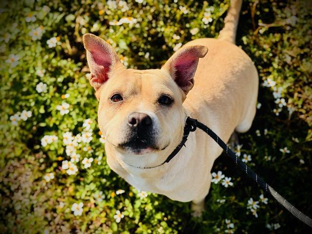 SOLACE, Adoptable, Young Female Pit Bull Terrier.