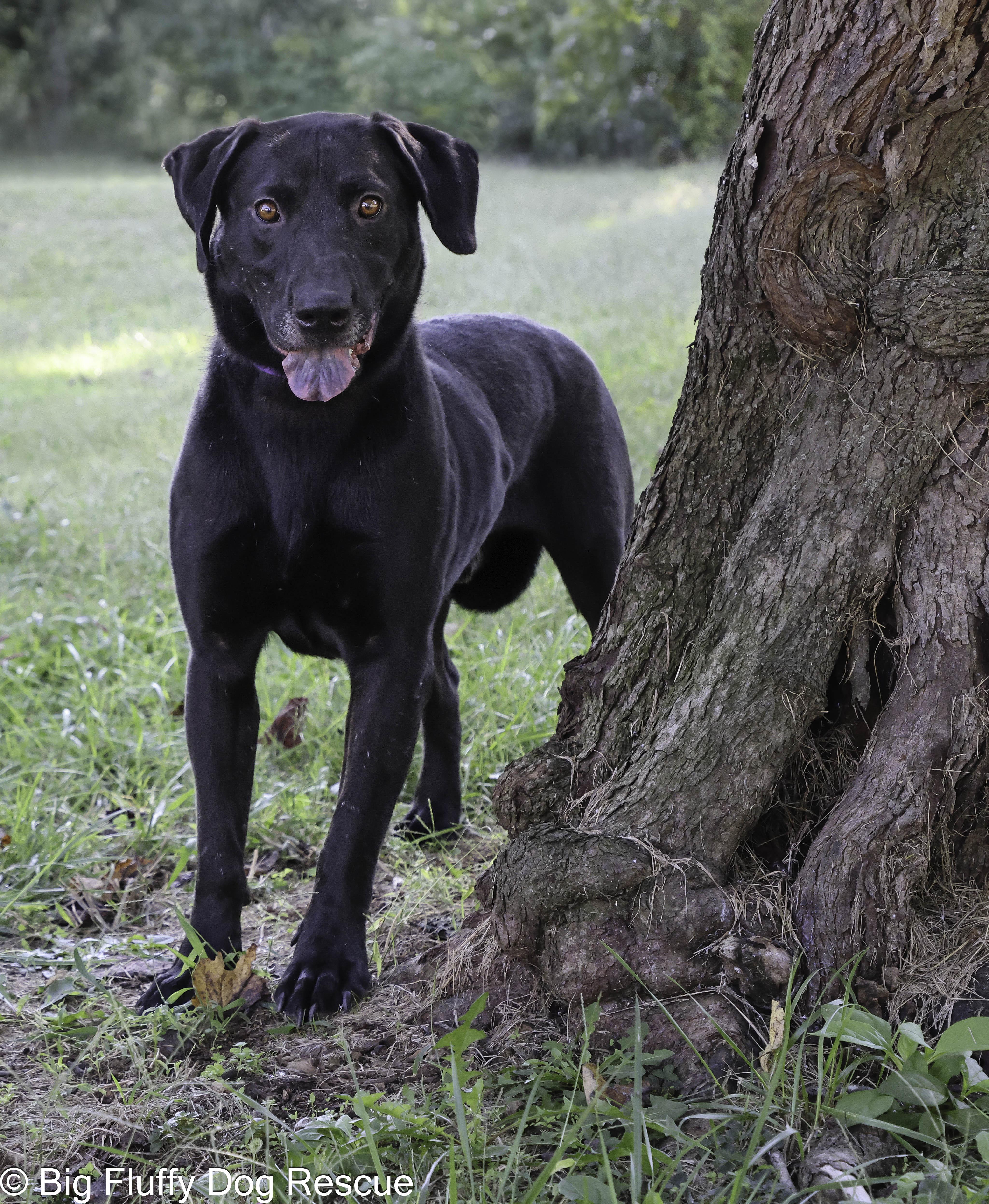 Enlarge Kellen, a Adoptable mixed breed in Nashville, TN image 1/3