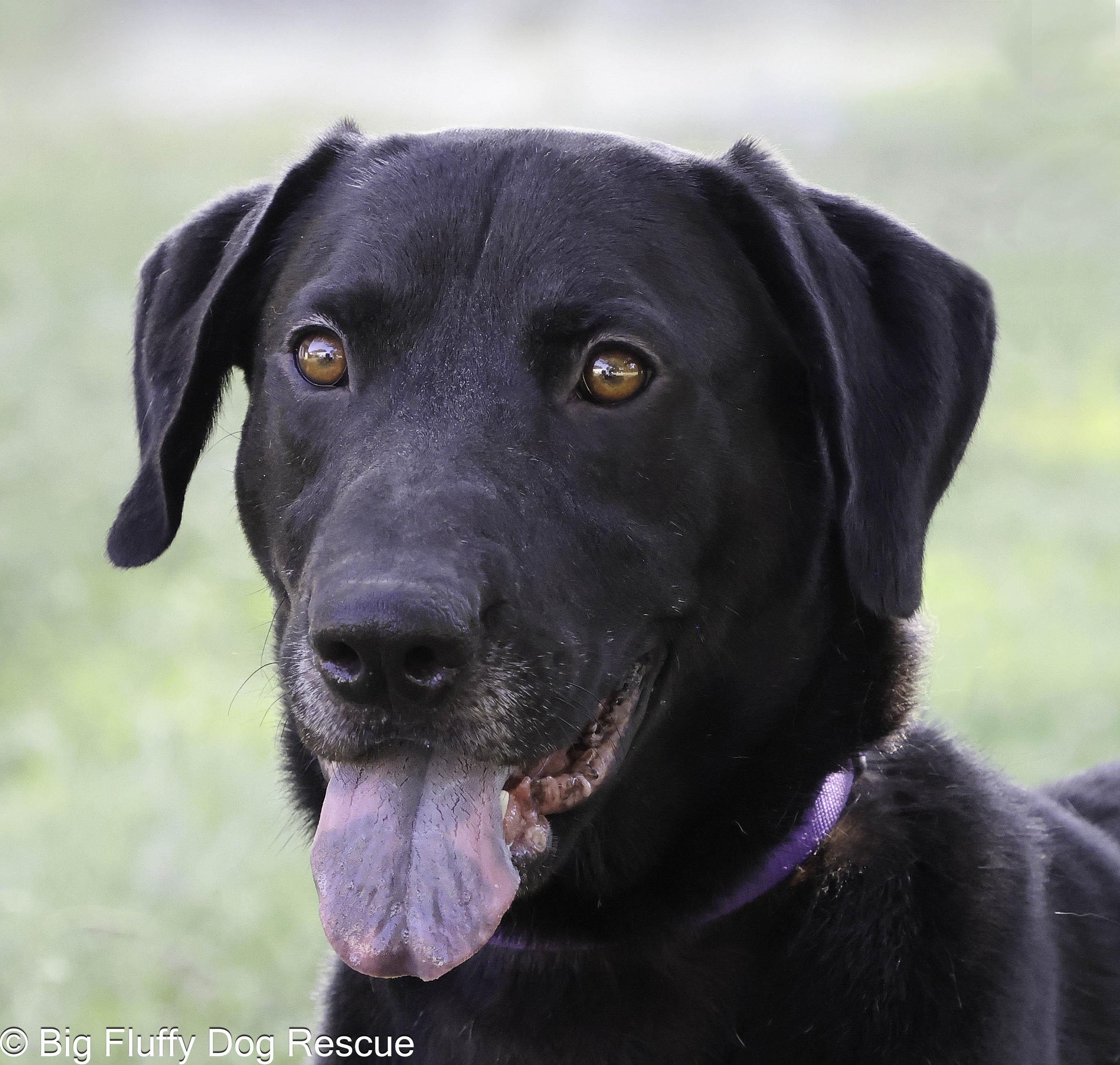 Enlarge Kellen, a Adoptable mixed breed in Nashville, TN image 2/3