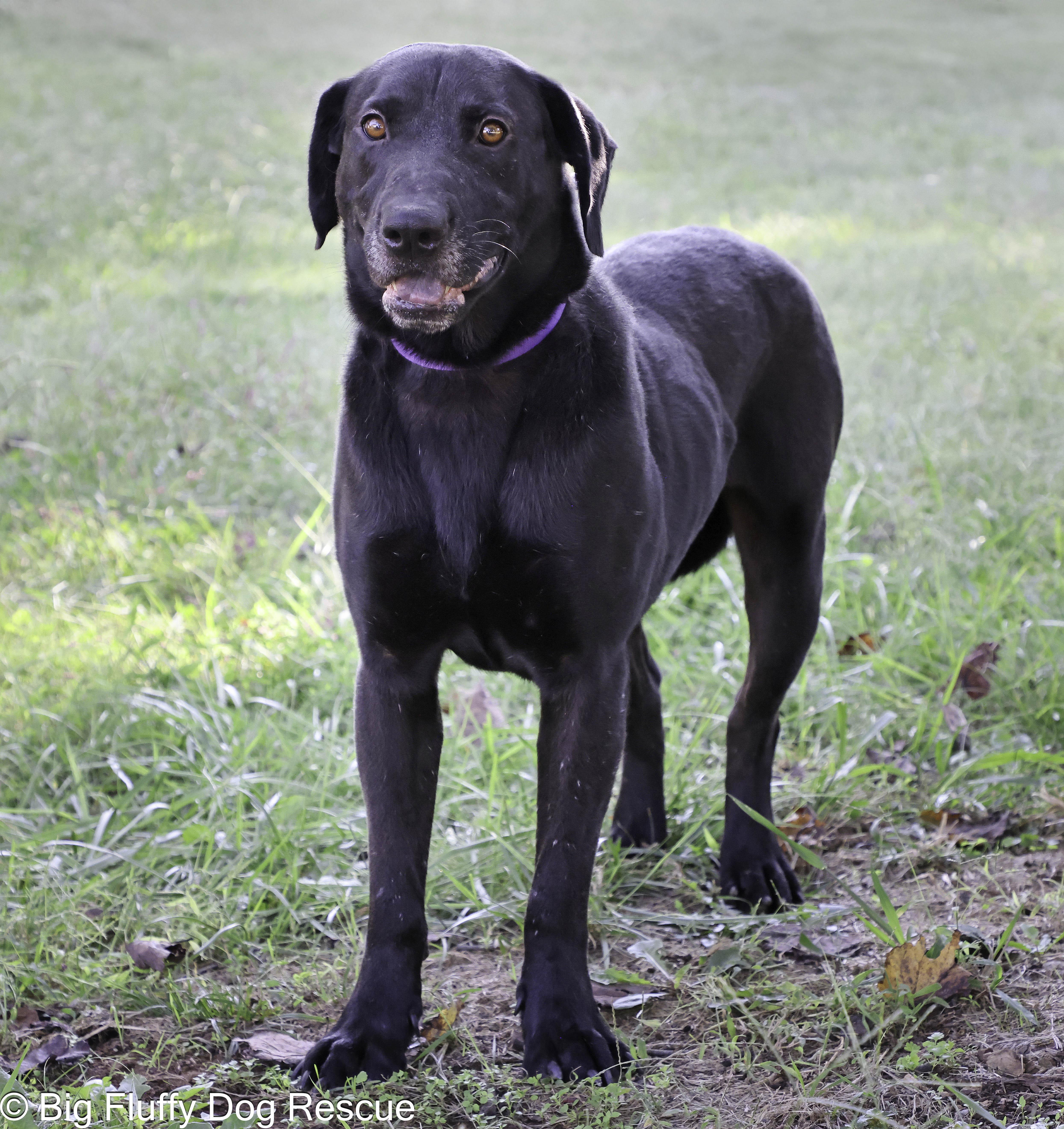 Enlarge Kellen, a Adoptable mixed breed in Nashville, TN image 3/3