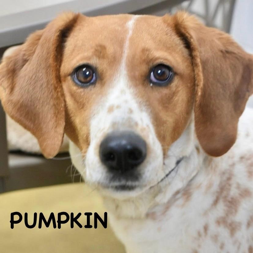 PUMPKIN, ADOPTABLE, Young Female Hound & Mountain Cur.