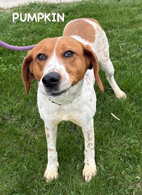 Enlarge PUMPKIN, a ADOPTABLE mixed breed in Bowling Green, OH image 4/6