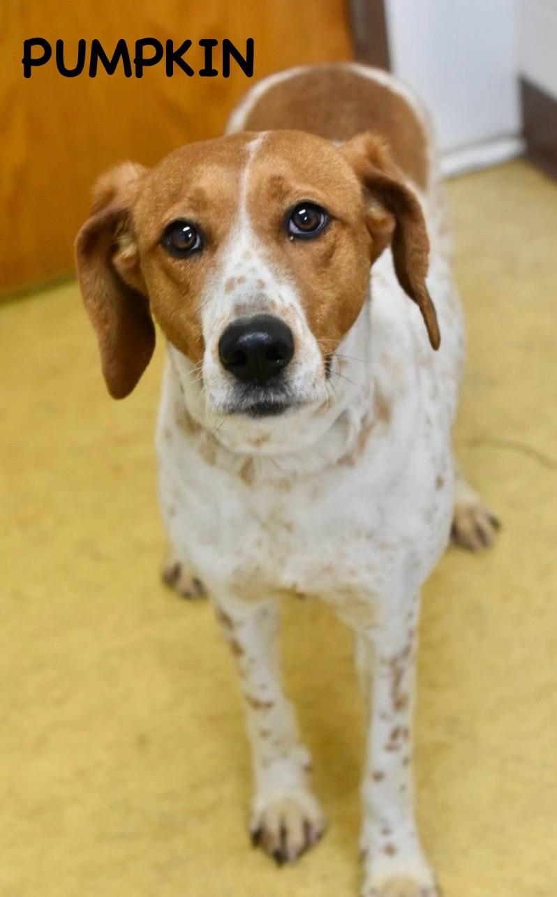 Enlarge PUMPKIN, a ADOPTABLE mixed breed in Bowling Green, OH image 3/6