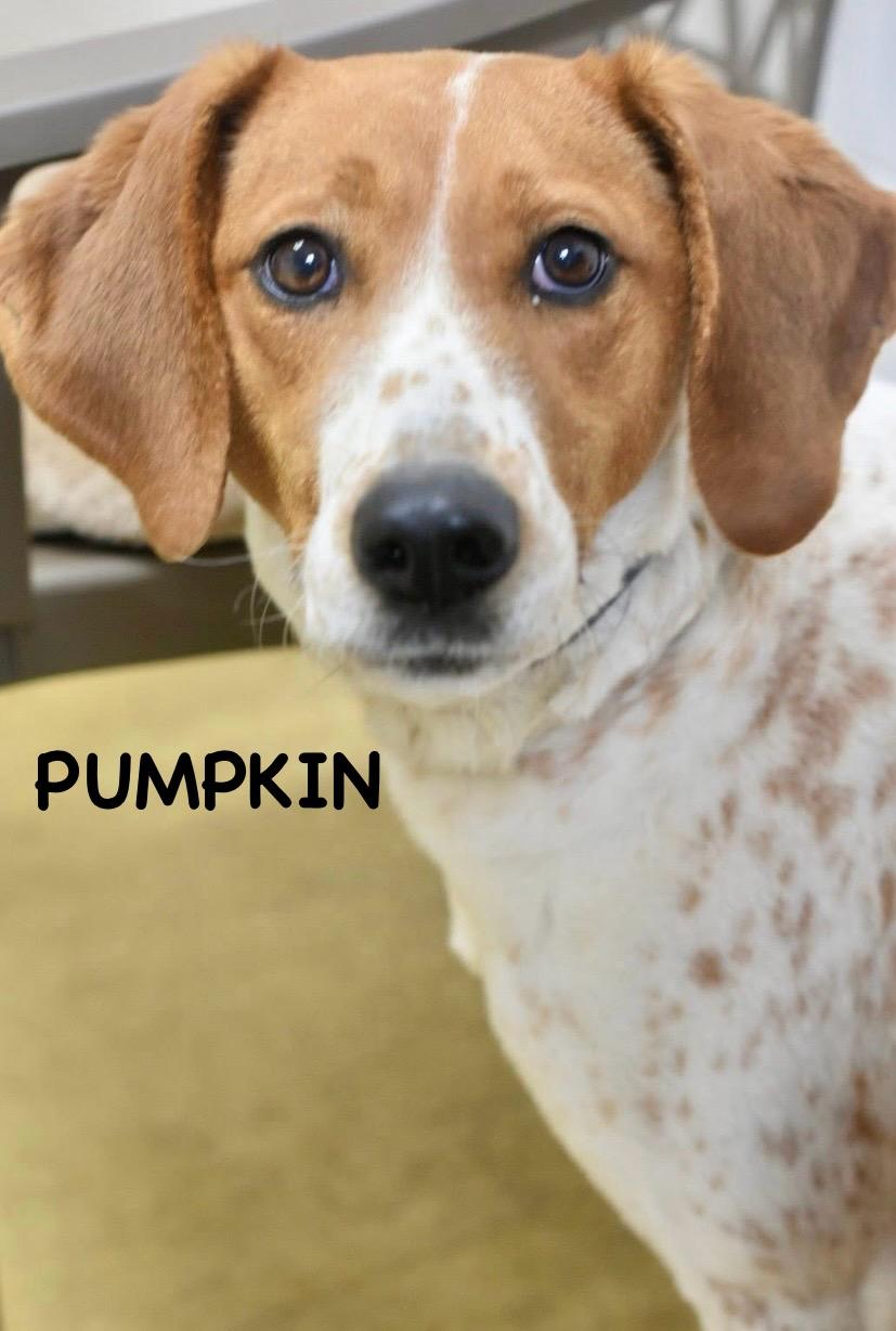 Enlarge PUMPKIN, a ADOPTABLE mixed breed in Bowling Green, OH image 5/6