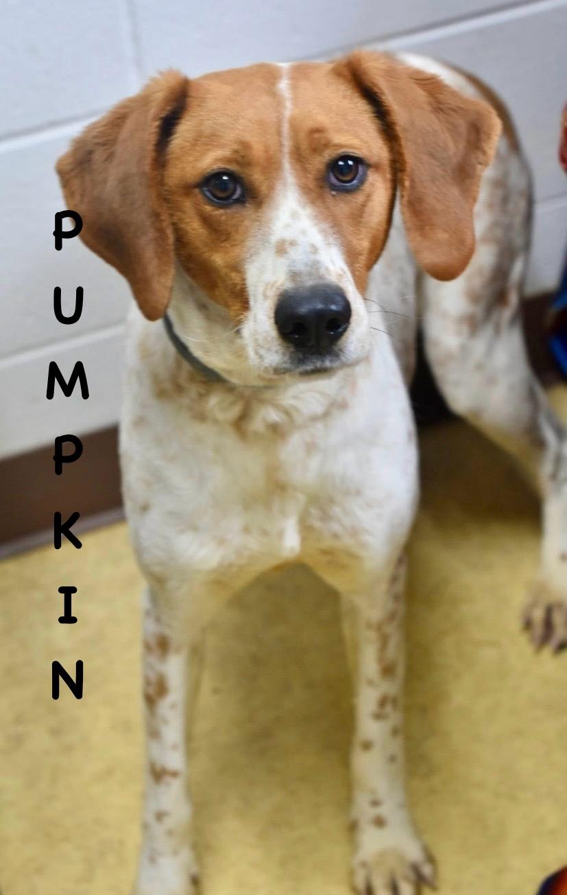 Enlarge PUMPKIN, a ADOPTABLE mixed breed in Bowling Green, OH image 2/6