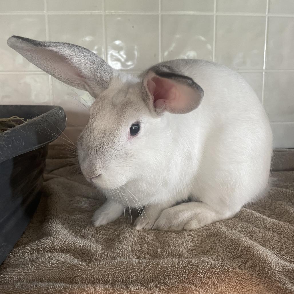 Flurry(bonded with Rowena), Adoptable, Young Male Bunny Rabbit.