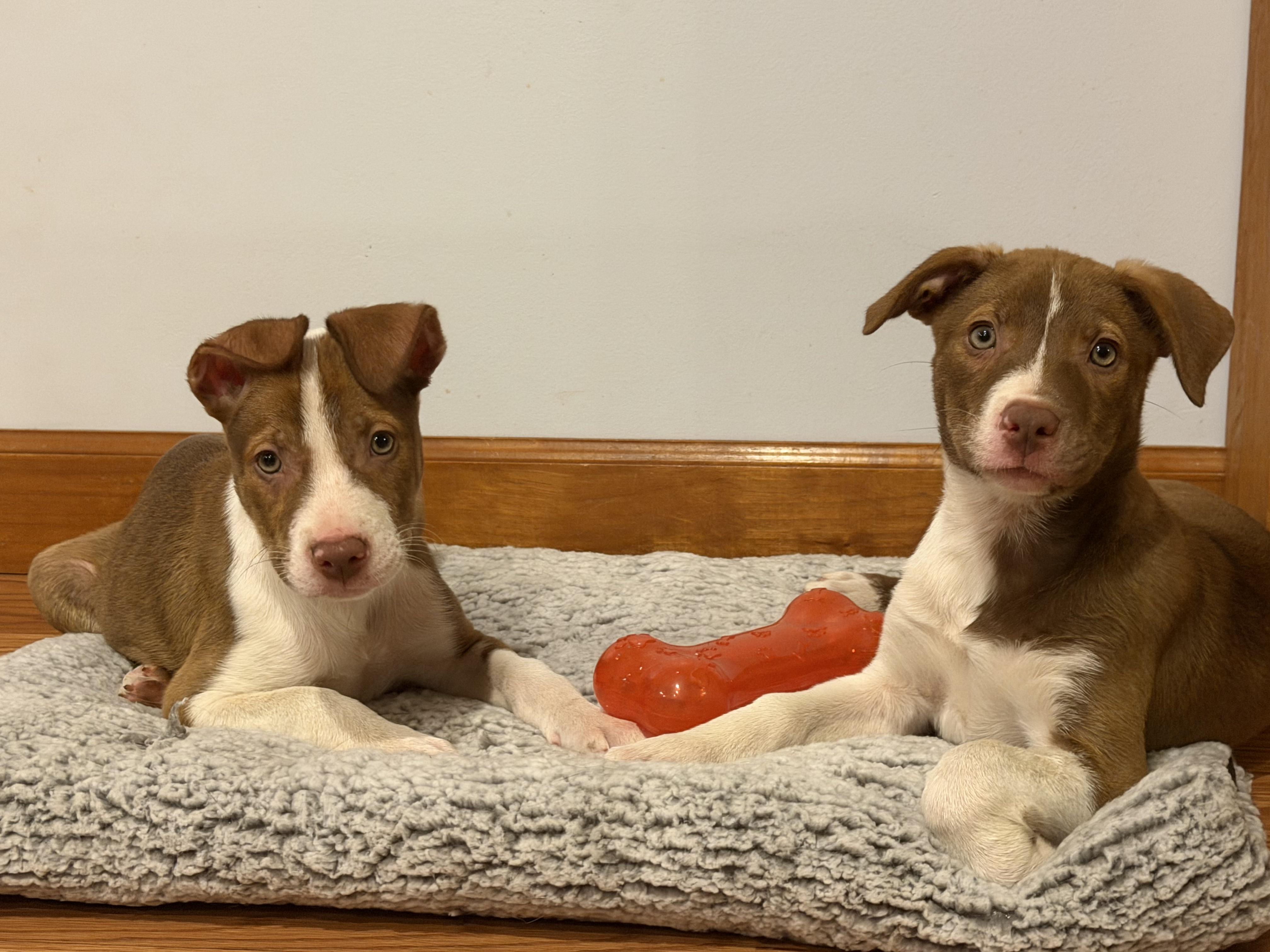 Enlarge 4 Red & White Pups - Males and Females, a ADOPTABLE mixed breed in Farmville, VA image 1/6
