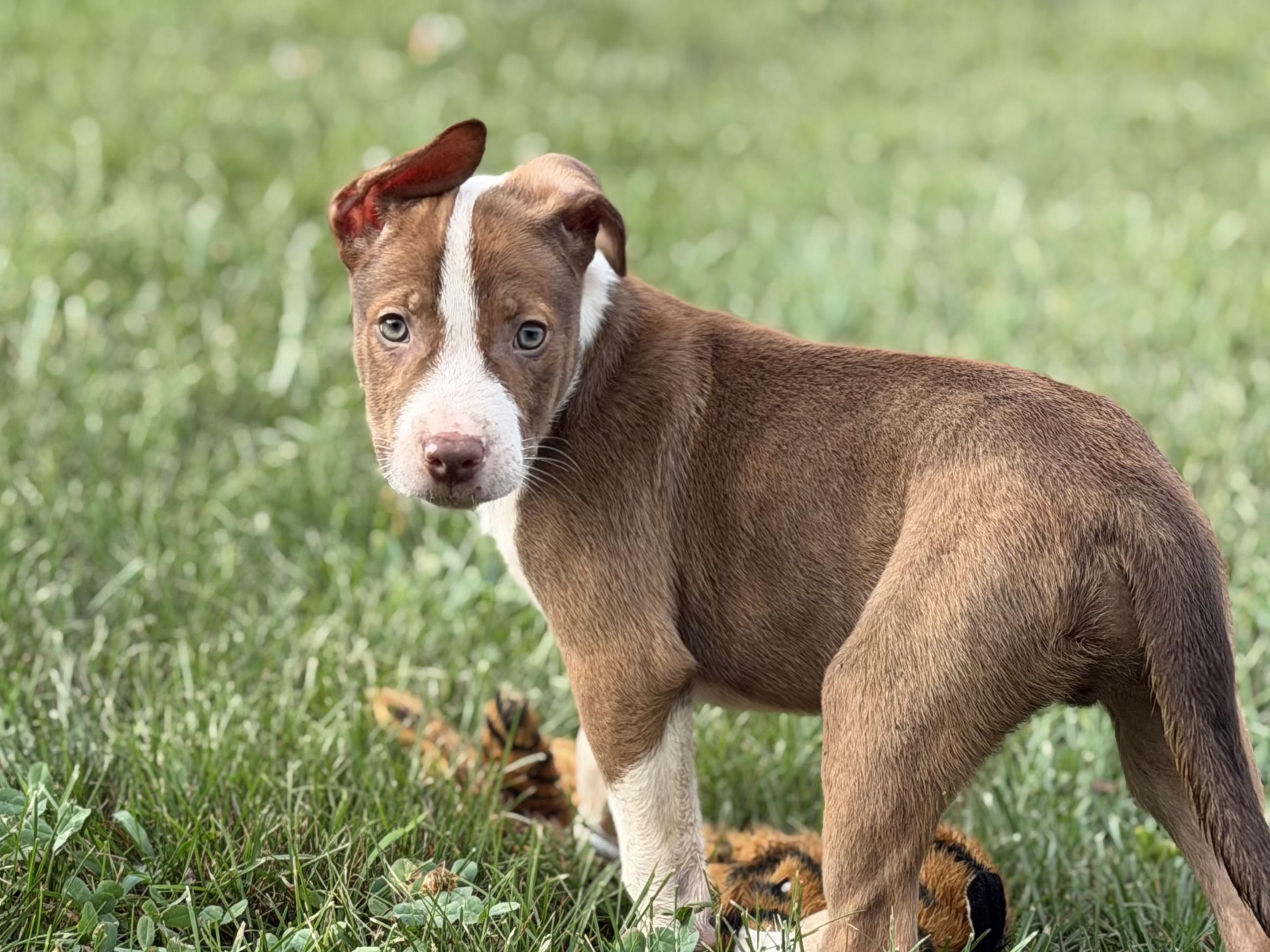 Enlarge 4 Red & White Pups - Males and Females, a ADOPTABLE mixed breed in Farmville, VA image 6/6