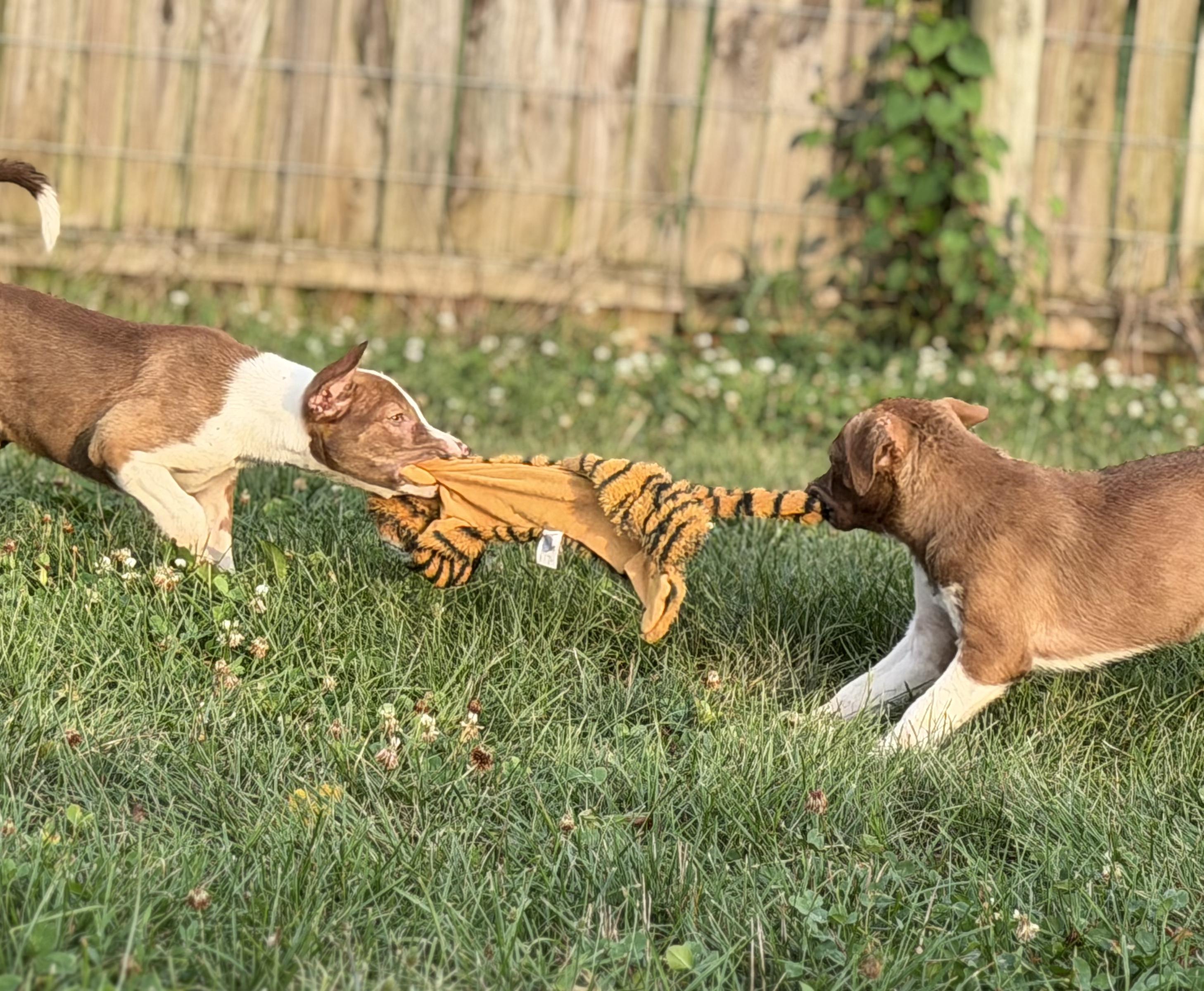 Enlarge 4 Red & White Pups - Males and Females, a ADOPTABLE mixed breed in Farmville, VA image 4/6