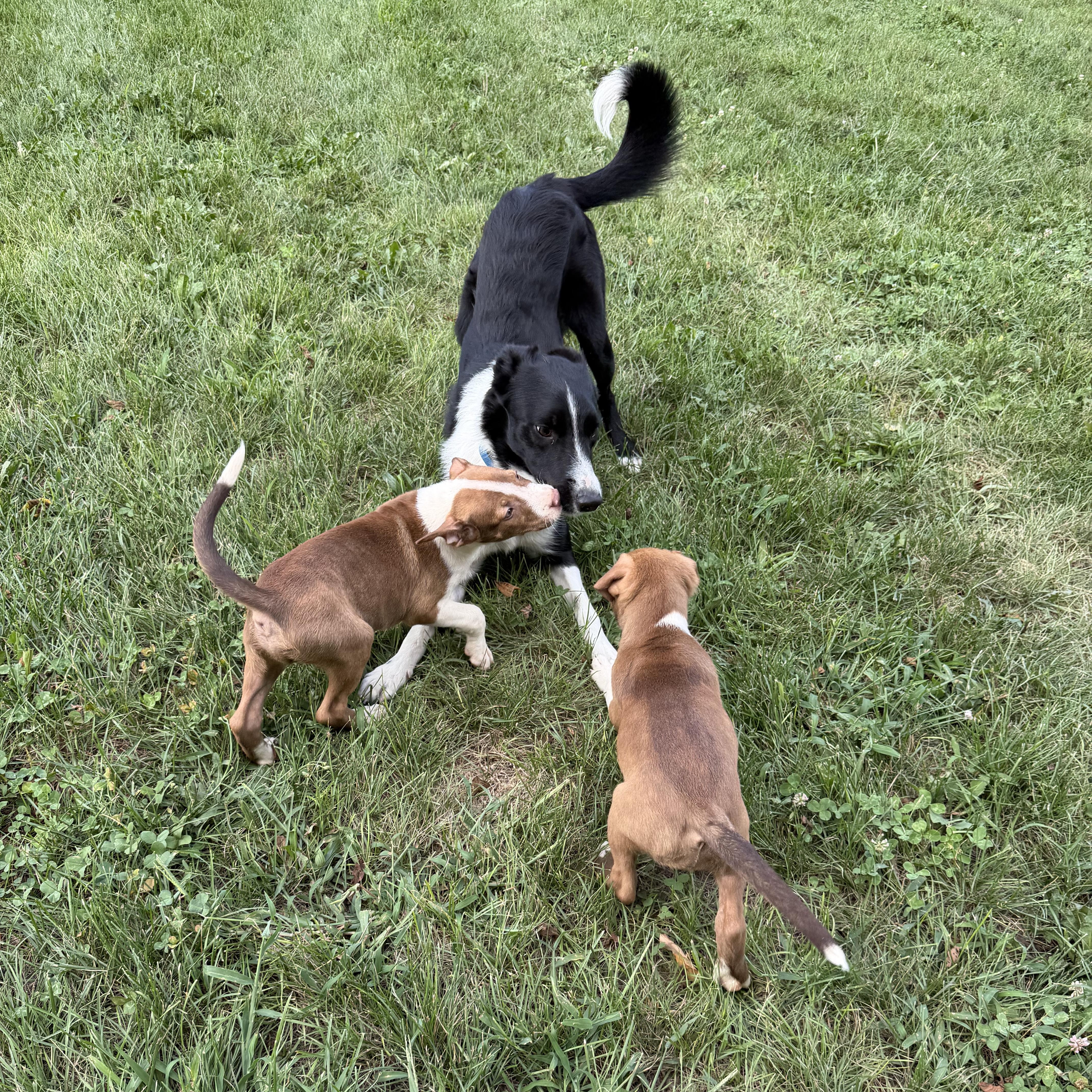 Enlarge 4 Red & White Pups - Males and Females, a ADOPTABLE mixed breed in Farmville, VA image 5/6