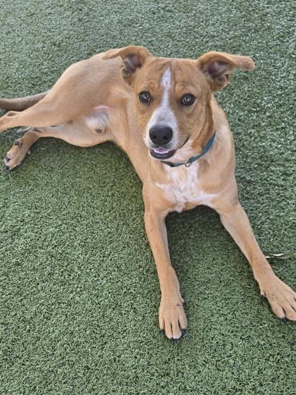 Enlarge Boomer, a Adoptable mixed breed in Daphne, AL image 1/3