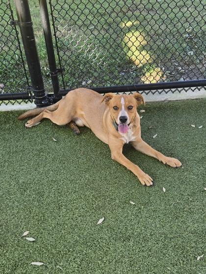 Enlarge Boomer, a Adoptable mixed breed in Daphne, AL image 2/3